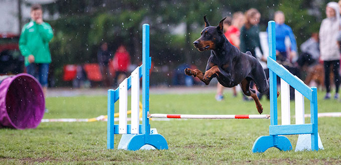 Dobermann pinscher jumping over hurdle in dog agility competition.