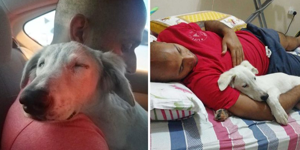 Dog-Sleeps-Soundly-On-His-Rescuer-As-He-Is-Taken-Home-To-Safety