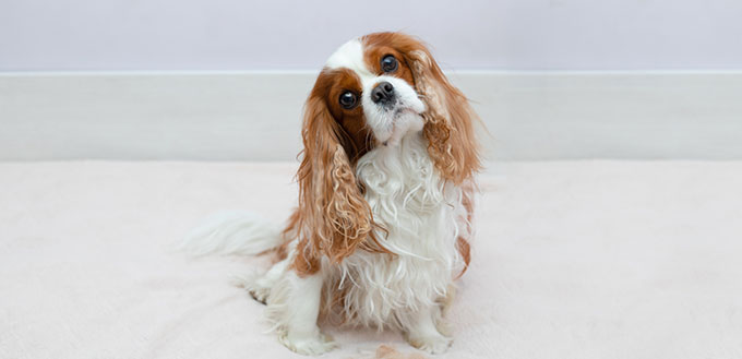 Dog pet Cavalier King Charles Spaniel looks closely at the camera after the procedure of combing with an animal brush