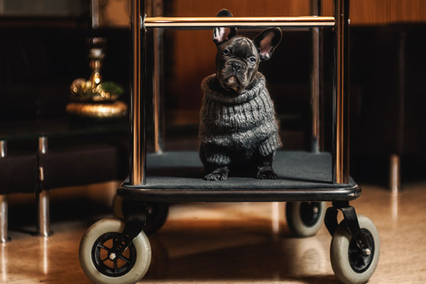 French Bulldog in a dog friendly hotel