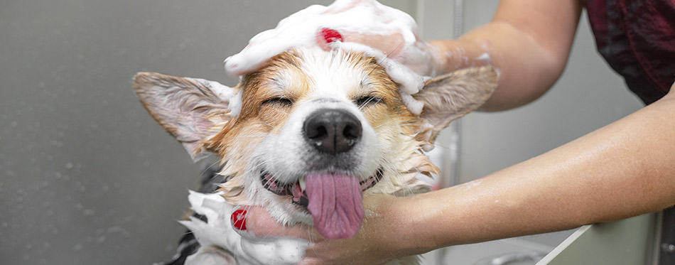 Funny portrait of a welsh corgi pembroke dog showering with shampoo