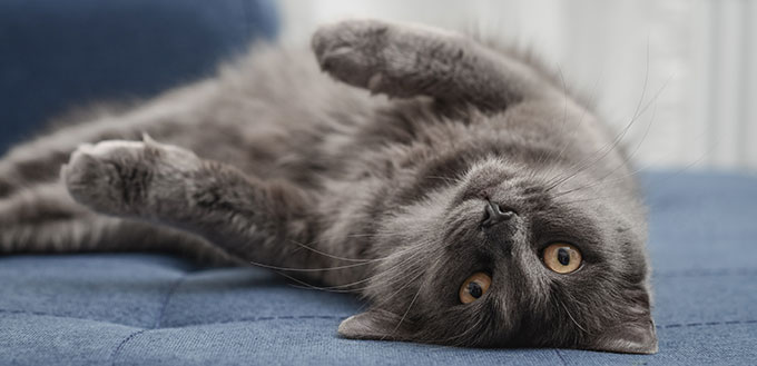 Gray cat Nebelung cat is lying on the sofa at home.