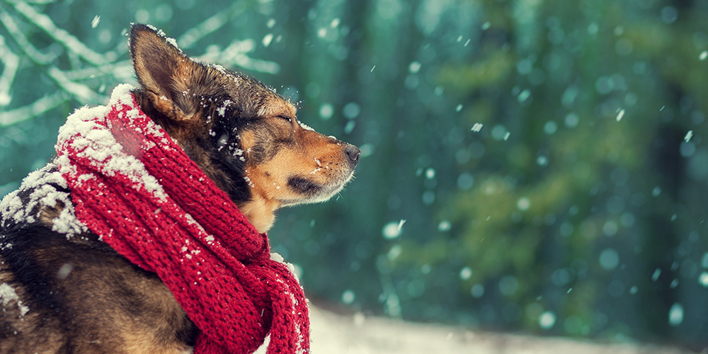 Keeping pets safe in poor weather: make sure that you include your pets in your preparations for bad weather