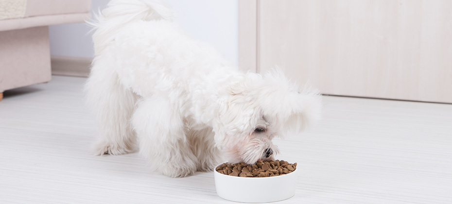 Little dog maltese eating his food from a bowl in home
