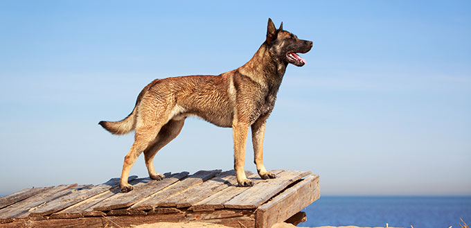 Malinois Belgian Shepherd dog