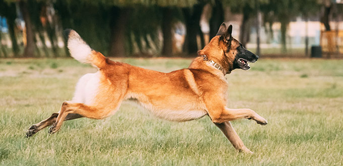 Malinois Dog Play Jumping Running Outdoor In Park