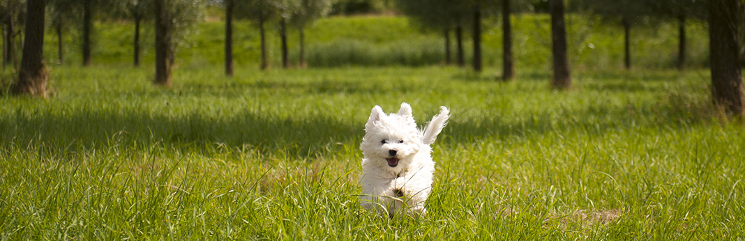 Maltese-Breed-Information,-Characteristics,-and-Facts