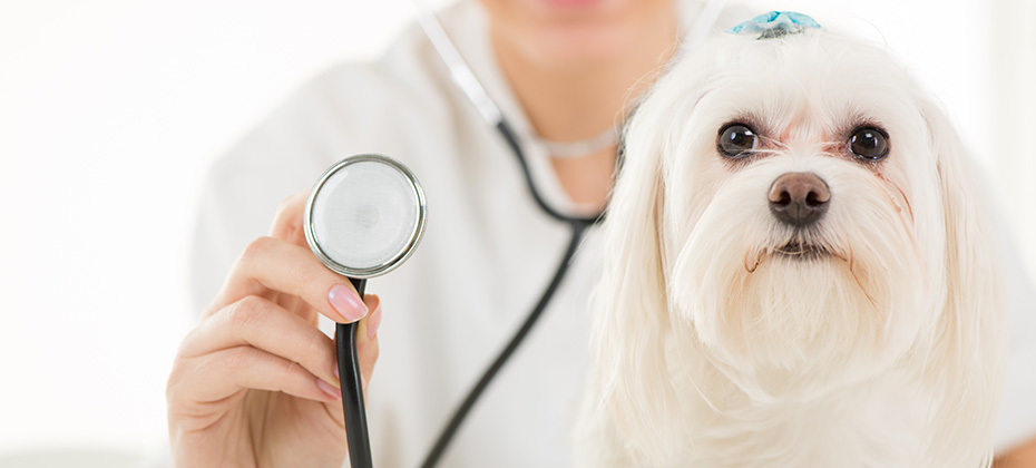 Maltese dog at the doctor's office