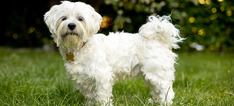 Maltese dog pet white puppy in garden summeritme