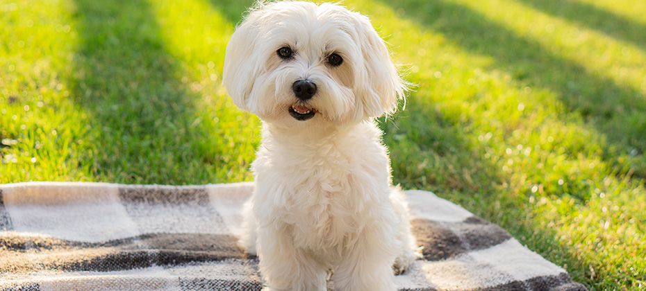 Maltese dog sits on a blanket and looks at the camera on a picnic in a park with sunlight