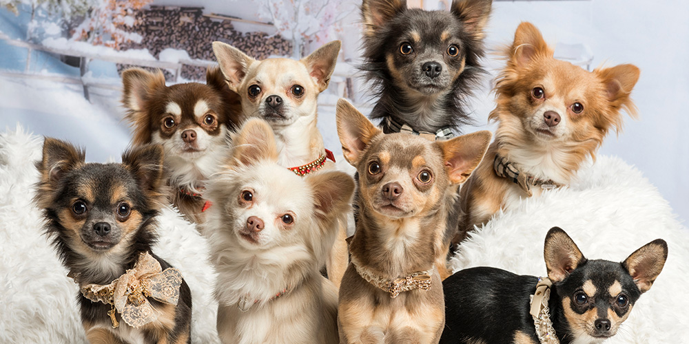 Nearly-2-dozen-dogs-found-inside-downtown-L.A.-RV-and-their-pups-need-new-homes