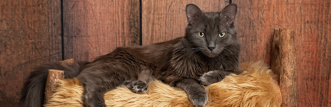 Nebelung-Cat-Breed-Information,-Characteristics,-and-Facts1