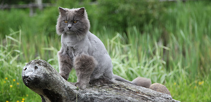 Nebelung cat standing on a wooden sculpture