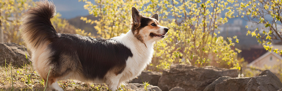 Corgi with tail