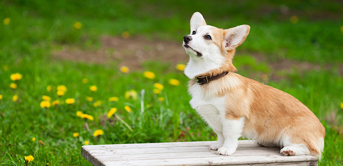 Portrait of Pembroke Welsh Corgi sitting on the wooden stair.