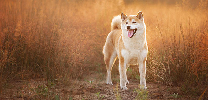 Portrait of beautiful red Shiba inu dog standing in the field at golden sunset in summer.