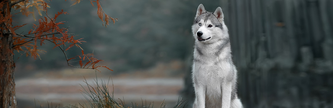 Siberian Husky: Breed Information, Characteristics, and Facts