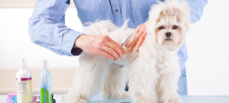 Smiling man grooming a dog purebreed maltese with scissors