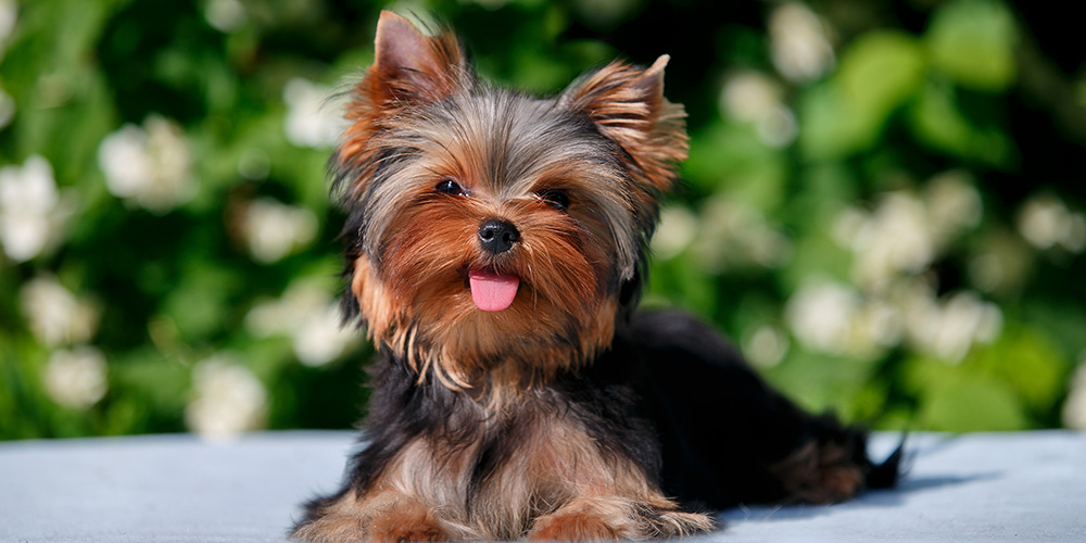 Stolen Yorkie Finally Returns Home After Being Gone for 13 Years