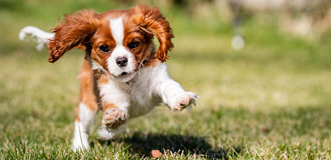 Sweet baby KING CHARLES SPANIEL