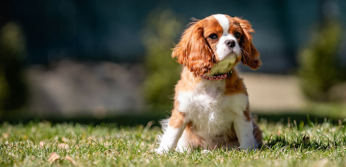 Sweet baby KING CHARLES SPANIEL