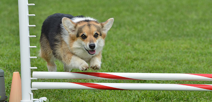 Tricolor Pembroke Welsh Corgi Leaping Over a Jump at a Dog Agility Trial