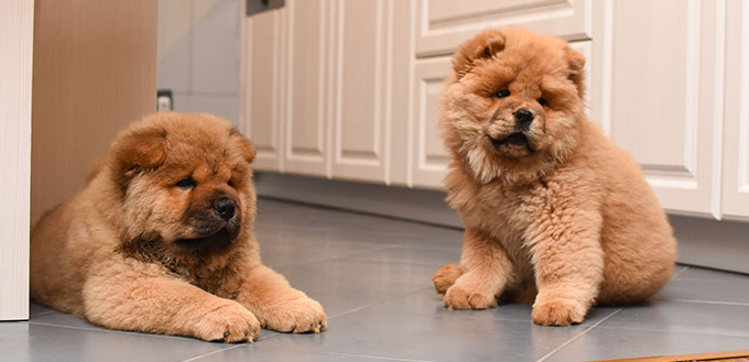 Deux chiot chow chow dans la maison.  Chiots chow chow de race rouge pour chiens