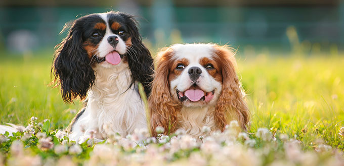 Two spaniels on a summer outing