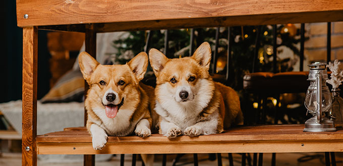 Two welsh corgi pembroke dogs laying under the dining table with Christmas tree behind