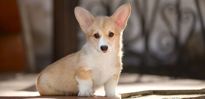 Welsh Corgi Pembroke Puppy