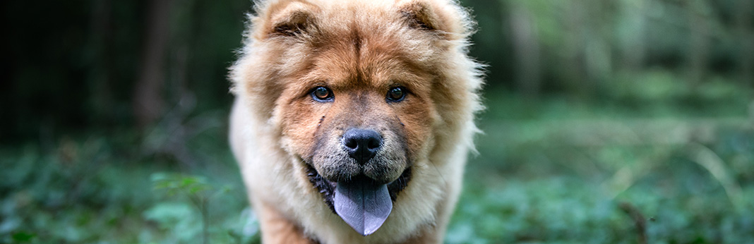 Why-Do-Chow-Chows-Have-Blue-Tongues