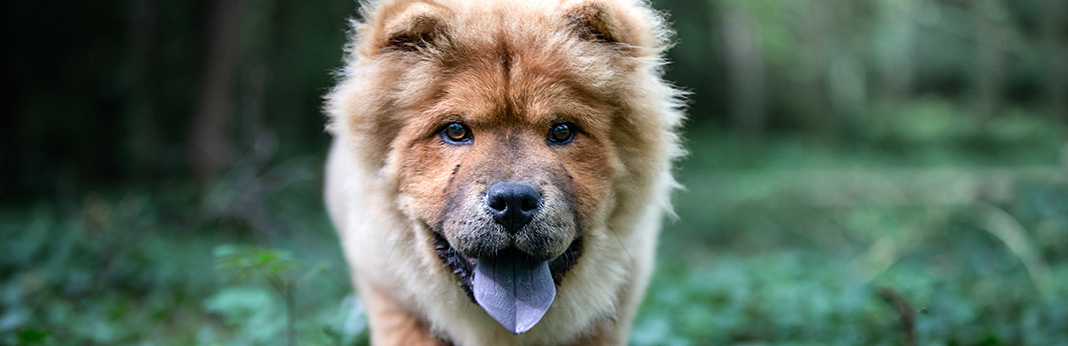 Why Do Chow Chows Have Blue Tongues?