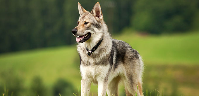 Wolfdog in the meadow