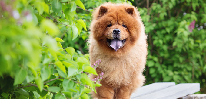 beautiful red chow chow dog standing on a bench