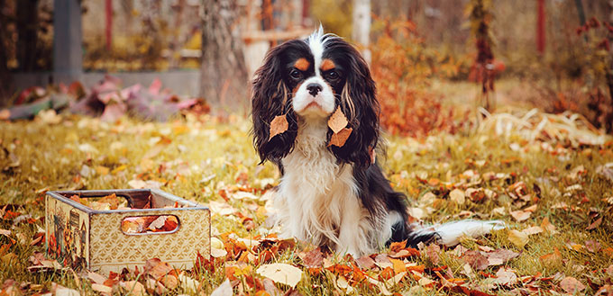 cavalier king charles spaniel dog relaxing outdoor on autumn walk