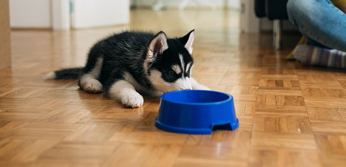 cute little siberian husky eating from feeder