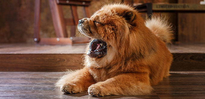 Chien de race chow chow, chien rouge sur un fond de studio vintage rétro