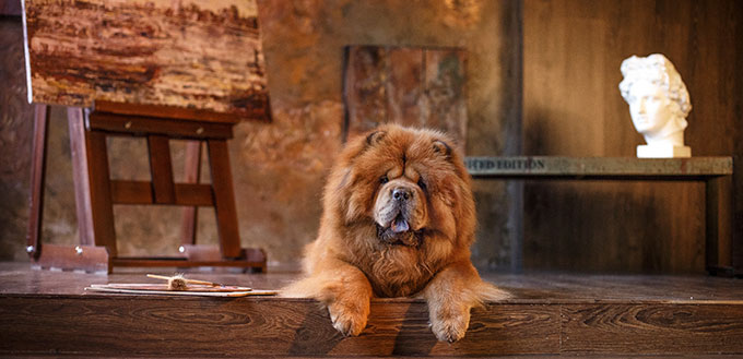 dog breed chow chow, red dog on a retro vintage studio background