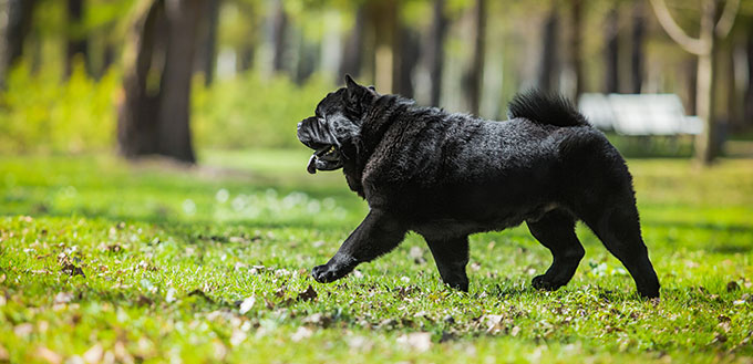 dog in nature. Black chow chow