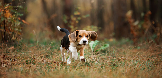 dog on nature in the park.beagle puppy.
