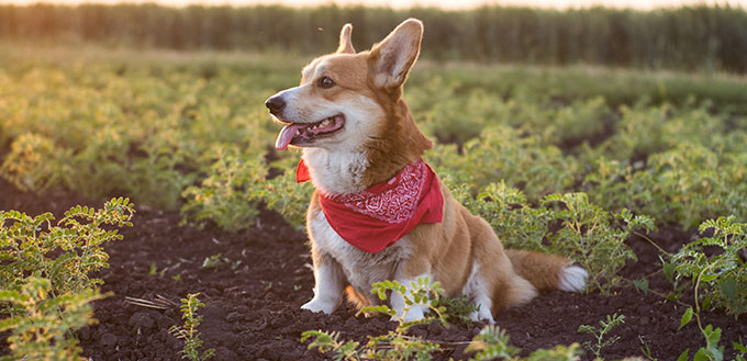 funny portrait of cute corgi dog outdoors in summer fields