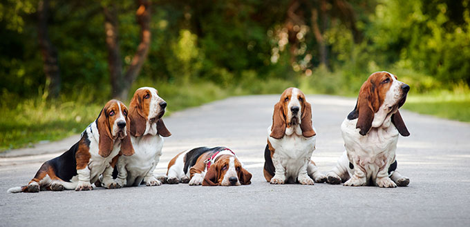 group of dogs basset hound sitting on the road