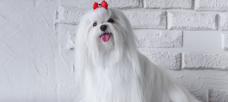 Maltese Dog Temperament