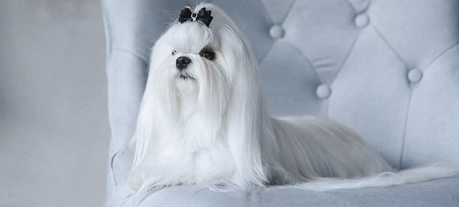 maltese dog on the bed