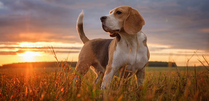 portrait of a Beagle dog on the background of a beautiful sunset sky in the summer after the rain while walking in nature
