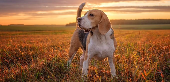 portrait of a Beagle dog on the background of a beautiful sunset sky in the summer after the rain while walking in nature