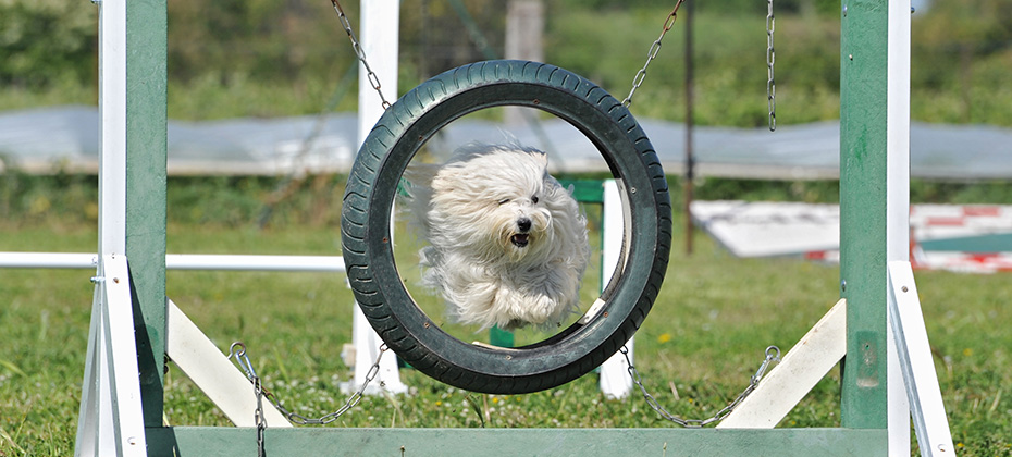 purebred maltese dog in a competition of agility