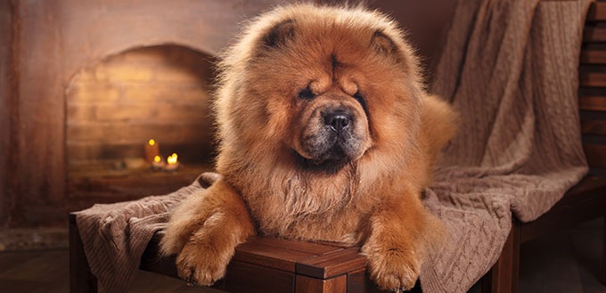 red dog breed chow chow on a retro vintage studio background