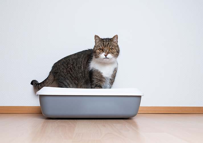 side view of a tabby british shorthair cat using a cat litter box in front of white wall with copy space looking at camera