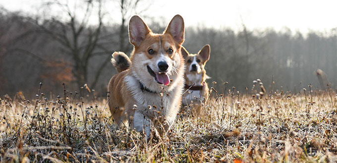 welsh corgi pembroke dog morning sunrise